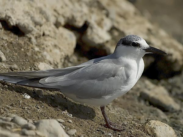 Valkoposkitiira, Whiskered Tern, Chlidonias hybrida
